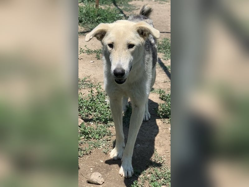 Boybro, geb. ca. 04/2019, lebt in GRIECHENLAND, im städt. Tierheim Serres