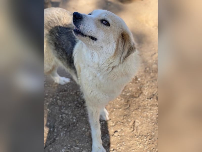 Gelja, geb. ca. 03/2022, lebt in GRIECHENLAND, im städt. Tierheim Serres