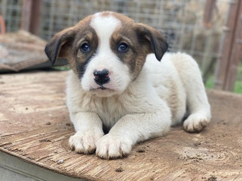 Tonno, geb. ca. 11/2025, lebt in GRIECHENLAND, auf einer privaten Pflegestelle