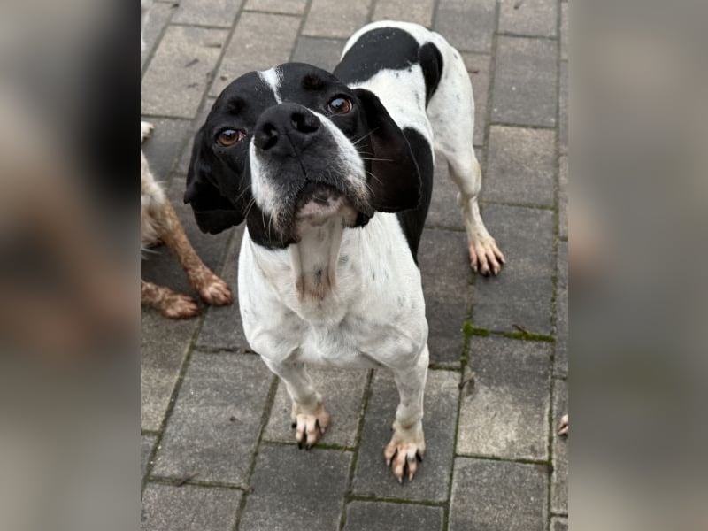 Attila, geb. ca. 08/2024, lebt auf einer Pflegestelle in 67735 Mehlbach