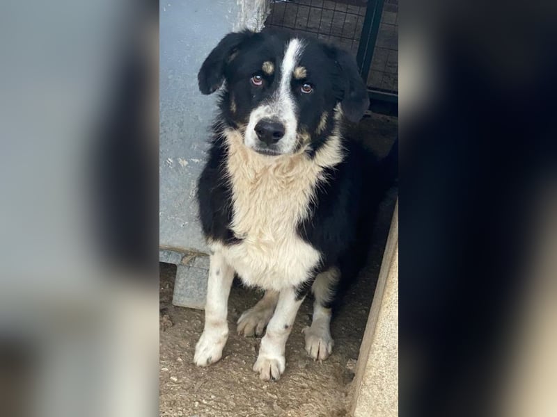 Cars, geb. ca. 12/2023, lebt in GRIECHENLAND, im städt. Tierheim Serres