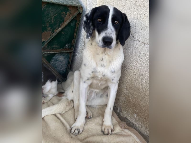 Utha, geb. ca. 02/2025, lebt in GRIECHENLAND, im städt. Tierheim Serres