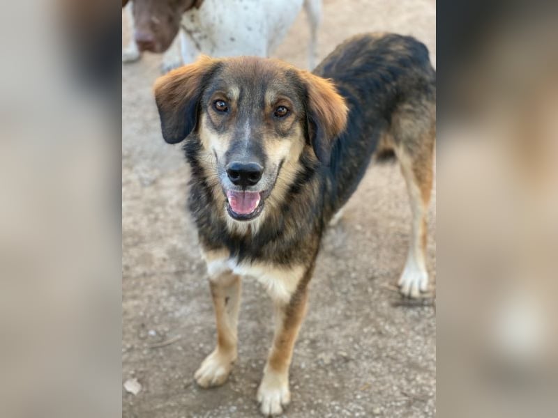 Rudolph, geb. ca. 05/2024, lebt in GRIECHENLAND, auf einer privaten Pflegestelle