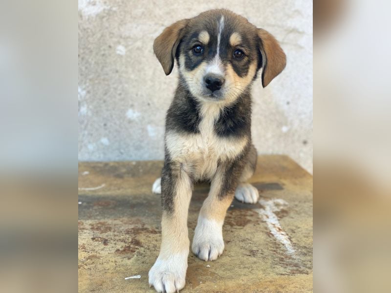 Sissy, geb. ca. 03/2026, lebt in GRIECHENLAND, auf einer privaten Pflegestelle