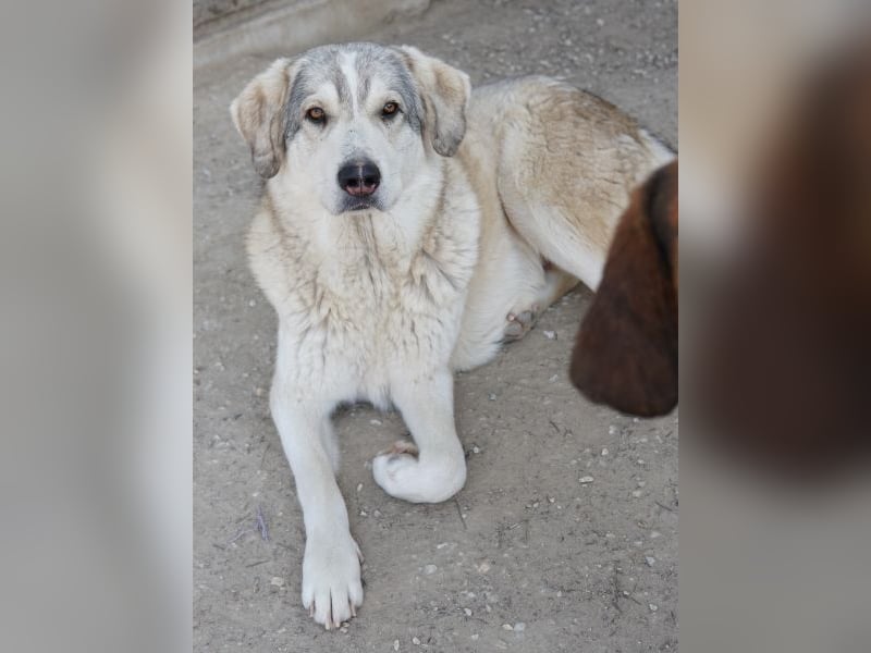 Lykos, geb. ca. 12/2023, lebt in GRIECHENLAND, im städt. Tierheim Serres