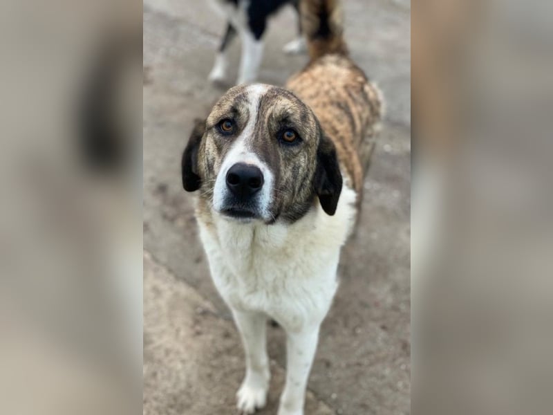 Indira, geb. ca. 01/2023, lebt in GRIECHENLAND, im städt. Tierheim Serres