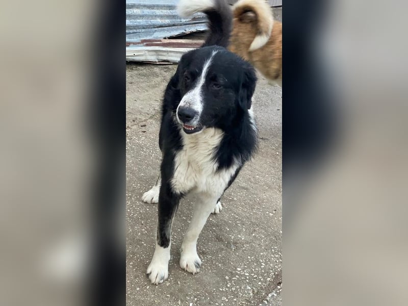 Quentin, geb. ca. 11/2022, lebt in GRIECHENLAND, im städt. Tierheim Serres