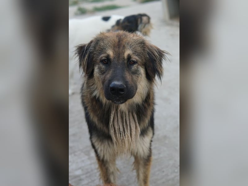 Felix, geb. ca. 03/2024, lebt in GRIECHENLAND, im städt. Tierheim Serres