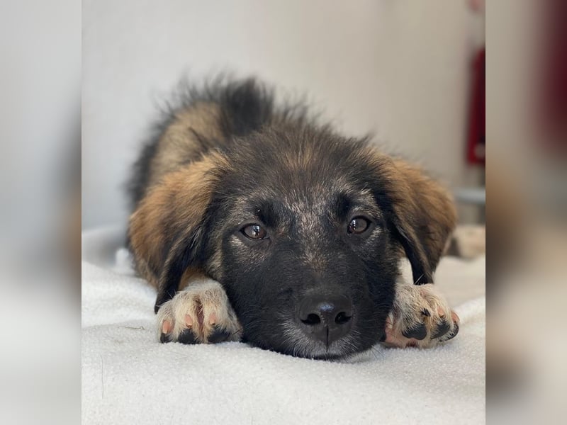 Moglito, geb. ca. 03/2025, lebt in GRIECHENLAND, im städt. Tierheim Serres