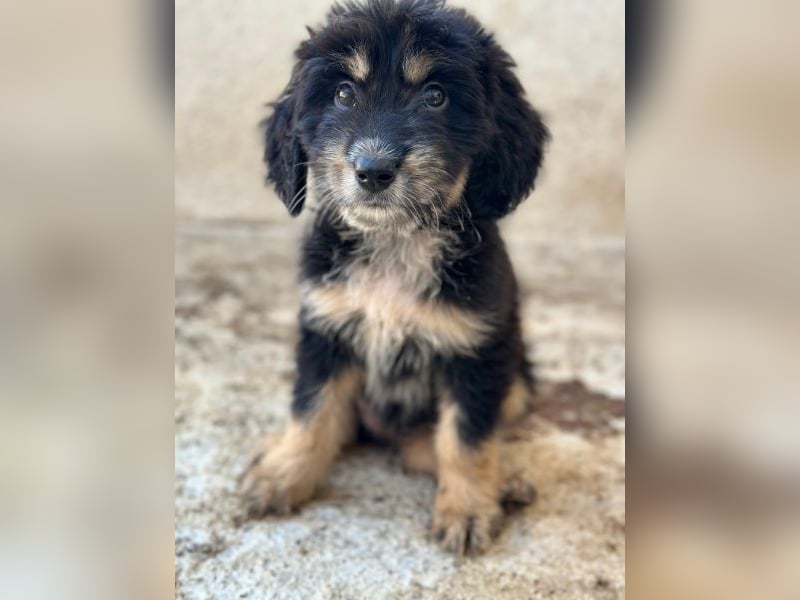 Ginger, geb. ca. 05/2026, lebt in GRIECHENLAND, im städt. Tierheim Serres