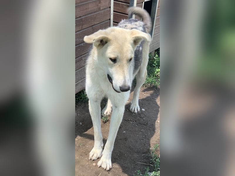 Boybro, geb. ca. 04/2019, lebt in GRIECHENLAND, im städt. Tierheim Serres