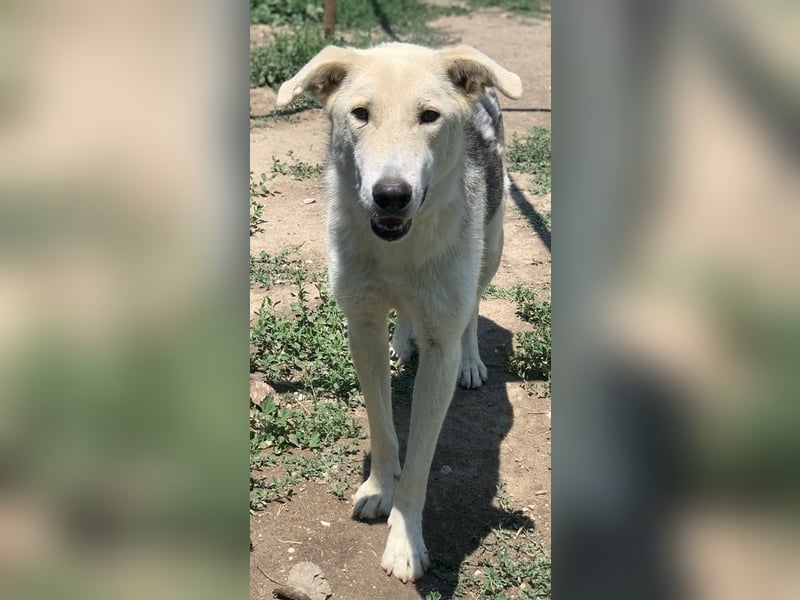 Boybro, geb. ca. 04/2019, lebt in GRIECHENLAND, im städt. Tierheim Serres