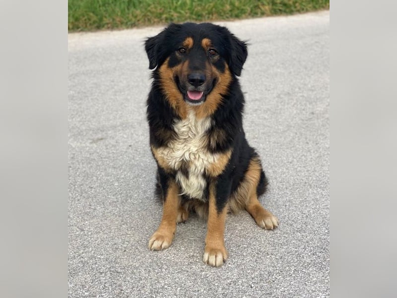 Sirius Black, geb. ca. 12/2023, lebt in GRIECHENLAND, im städt. Tierheim Serres