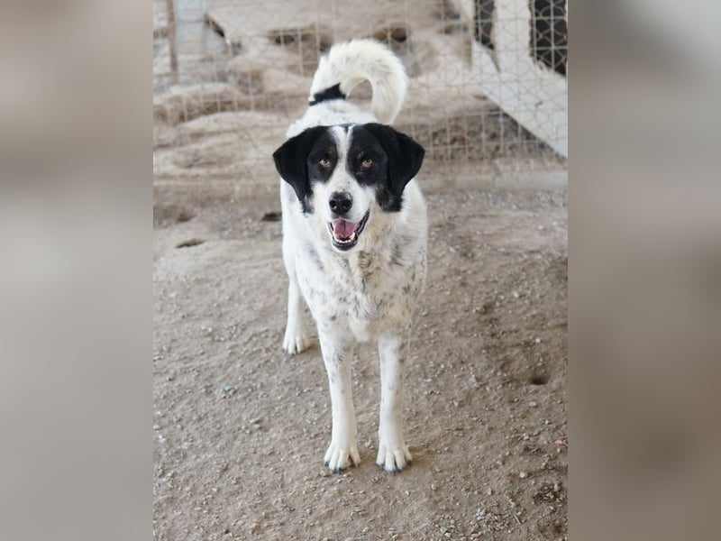 Amaya, geb. ca. 02/2023, lebt in GRIECHENLAND, im städt. Tierheim Serres