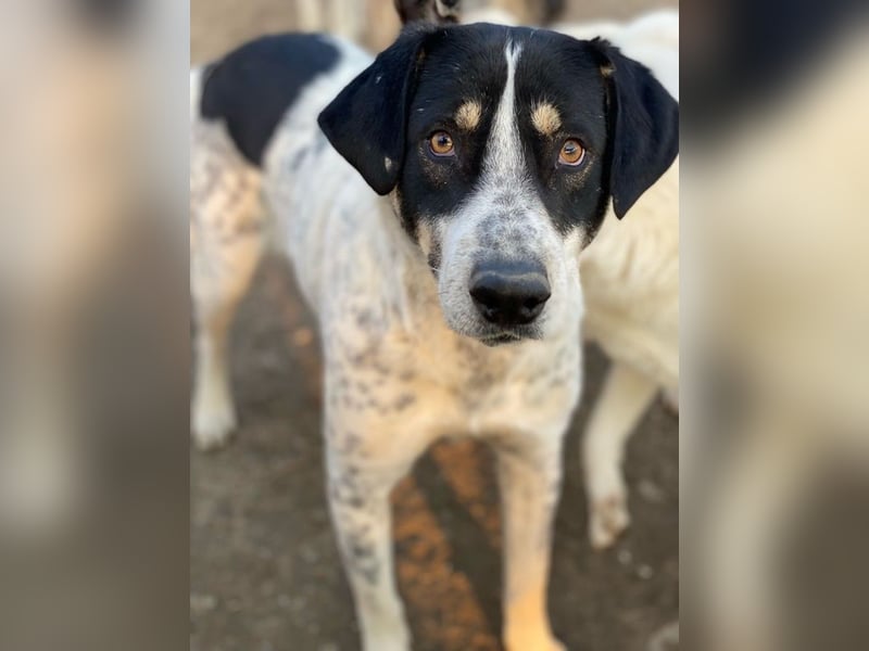 Benja, geb. ca. 05/2023, lebt in GRIECHENLAND, im städt. Tierheim Serres