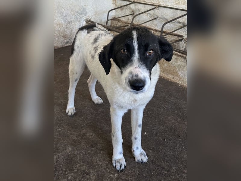 Niara, geb. ca. 03/2024, lebt in GRIECHENLAND, auf einer privaten Pflegestelle