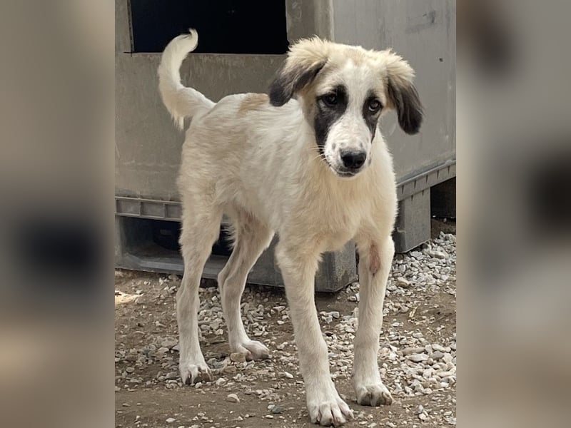 Bo, geb. ca. 05/2022, lebt in GRIECHENLAND, im städt. Tierheim Serres