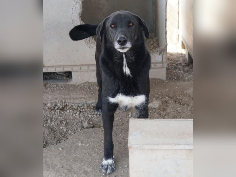 Relaxo, geb. ca. 03/2021, lebt in GRIECHENLAND, im städt. Tierheim Serres