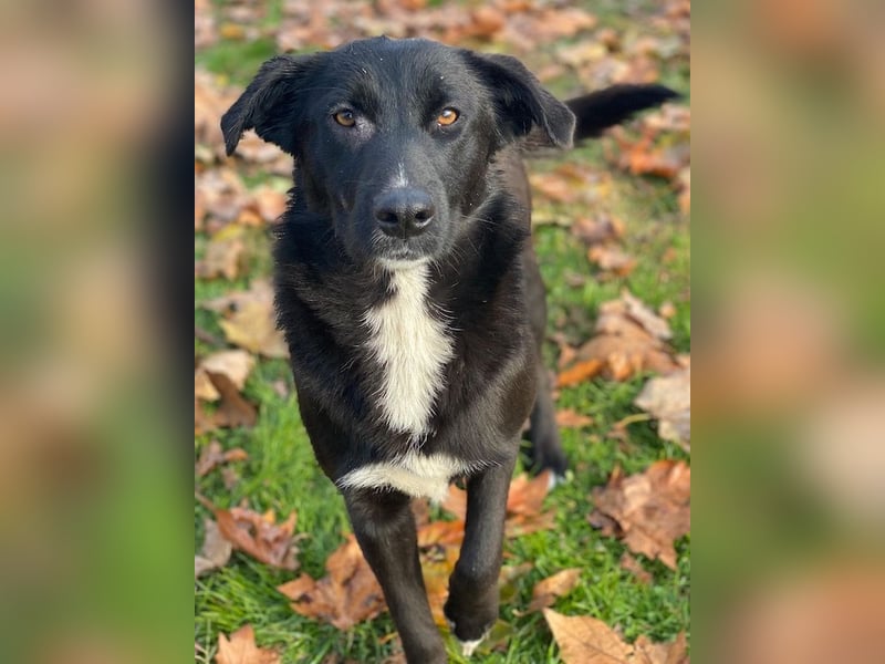 Glorietta, geb. ca. 07/2025, lebt in GRIECHENLAND, im städt. Tierheim Serres