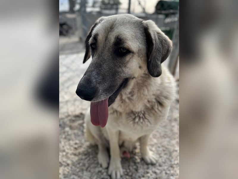 Little Pumpkin, geb. ca. 11/2021, lebt in GRIECHENLAND, im städt. Tierheim Serres