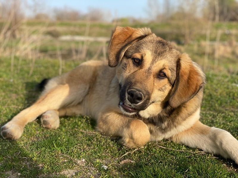 Pola, geb. ca. 09/2024, lebt in GRIECHENLAND, im städt. Tierheim Serres