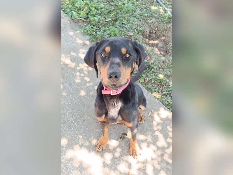 Zwölf, geb. ca. 10/2021, lebt in GRIECHENLAND, auf einer privaten Pflegestelle