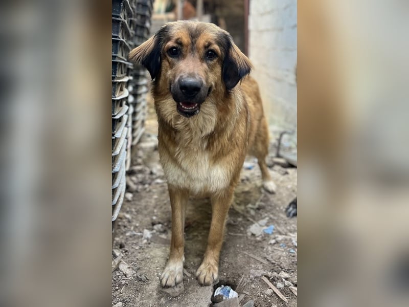 Melica, geb. ca. 09/2023, lebt in GRIECHENLAND, auf einer privaten Pflegestelle