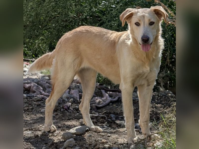 Liova, geb. ca. 10/2024, lebt in GRIECHENLAND, auf einem Gelände, Hunde werden notdürftig versorgt