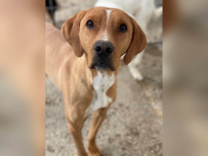 Olli, geb. ca. 11/2022, lebt in GRIECHENLAND, auf einer privaten Pflegestelle