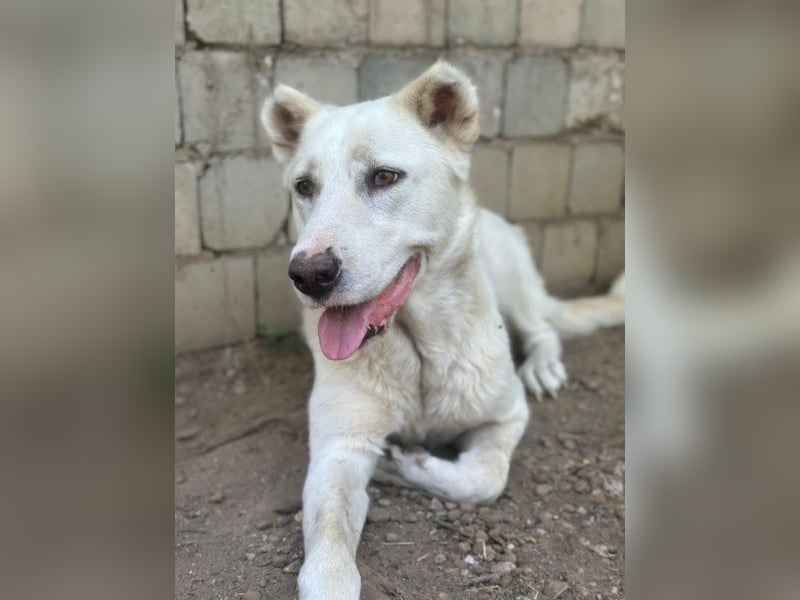 Zumi, geb. ca. 09/2025, lebt in GRIECHENLAND, im städt. Tierheim Serres