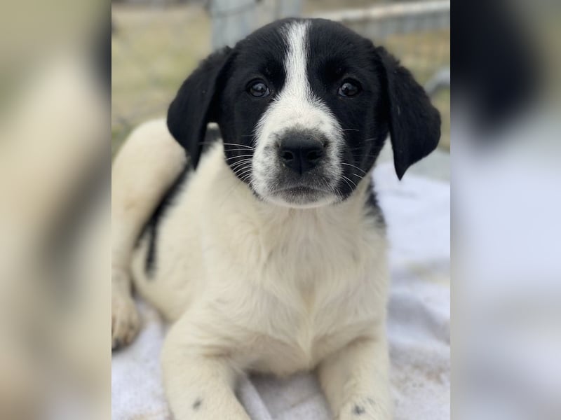 Fedra, geb. ca. 01/2024, lebt in GRIECHENLAND, im städt. Tierheim Serres