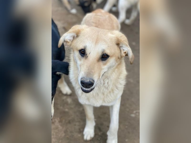 Myanmar, geb. ca. 01/2024, lebt in GRIECHENLAND, auf einer privaten Pflegestelle