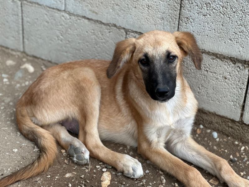 Cindy, geb. ca. 03/2026, lebt in GRIECHENLAND, im städt. Tierheim Serres