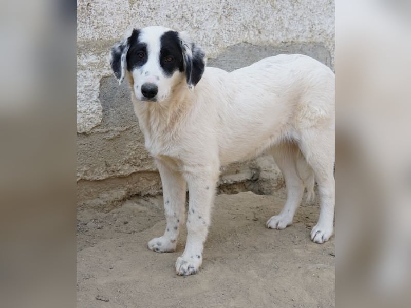 Sauvignon Blanc, geb. ca. 09/2025, lebt in GRIECHENLAND, auf einer privaten Pflegestelle