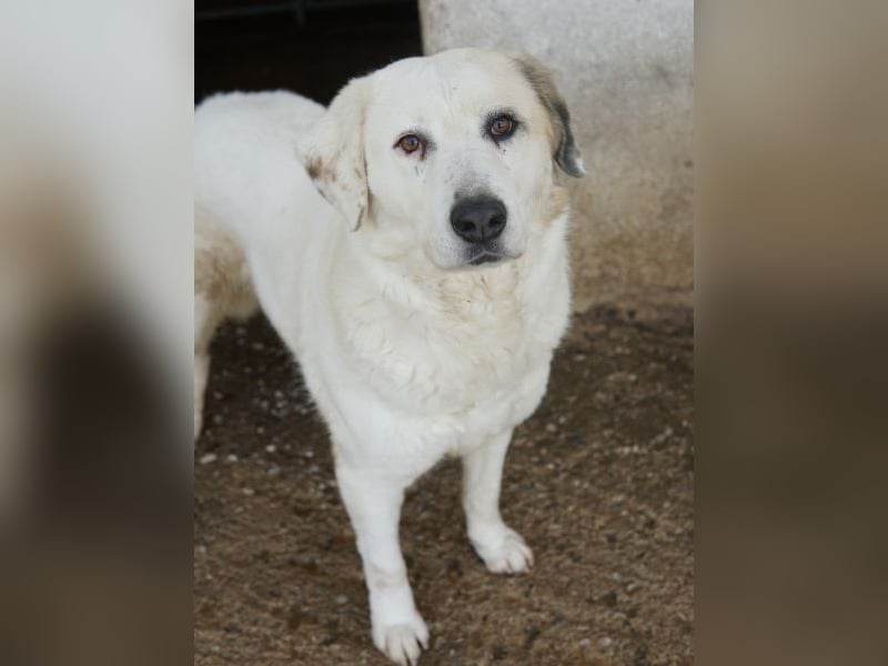 Bruna, geb. ca. 12/2020, lebt in GRIECHENLAND, im städt. Tierheim Serres