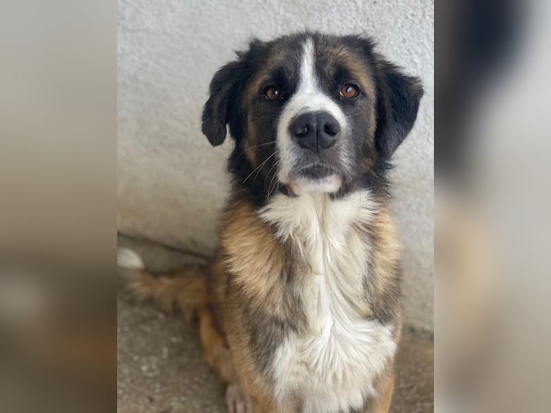 Beetles, geb. ca. 11/2024, lebt in GRIECHENLAND, im städt. Tierheim Serres