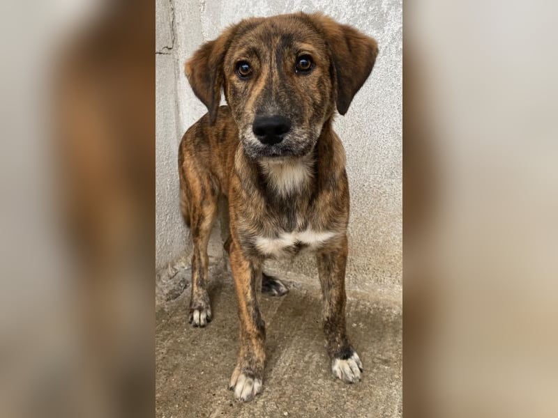 Fiyero, geb. ca. 07/2025, lebt in GRIECHENLAND, im städt. Tierheim Serres