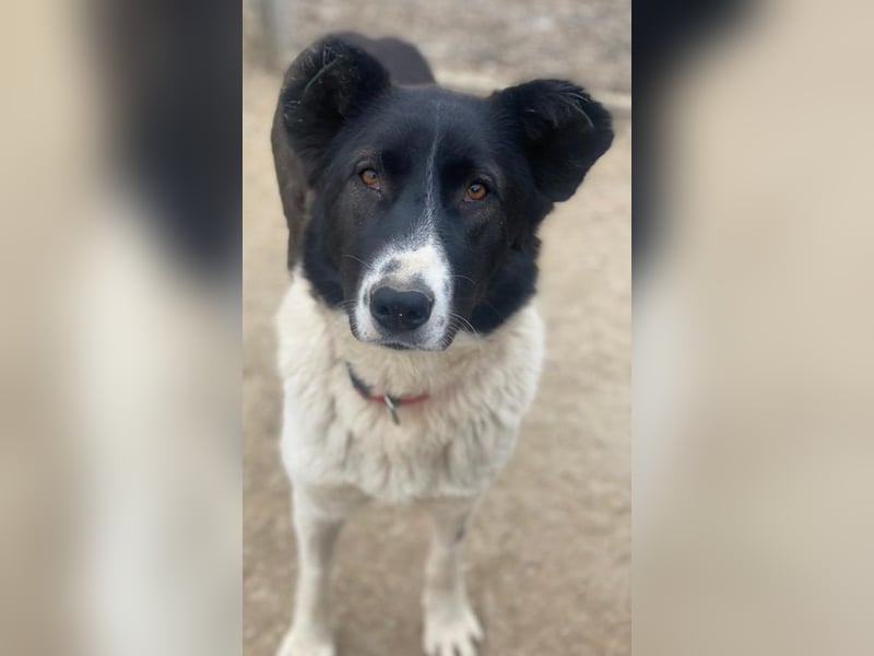 Pallene, geb. ca. 02/2021, lebt in GRIECHENLAND, im städt. Tierheim Serres