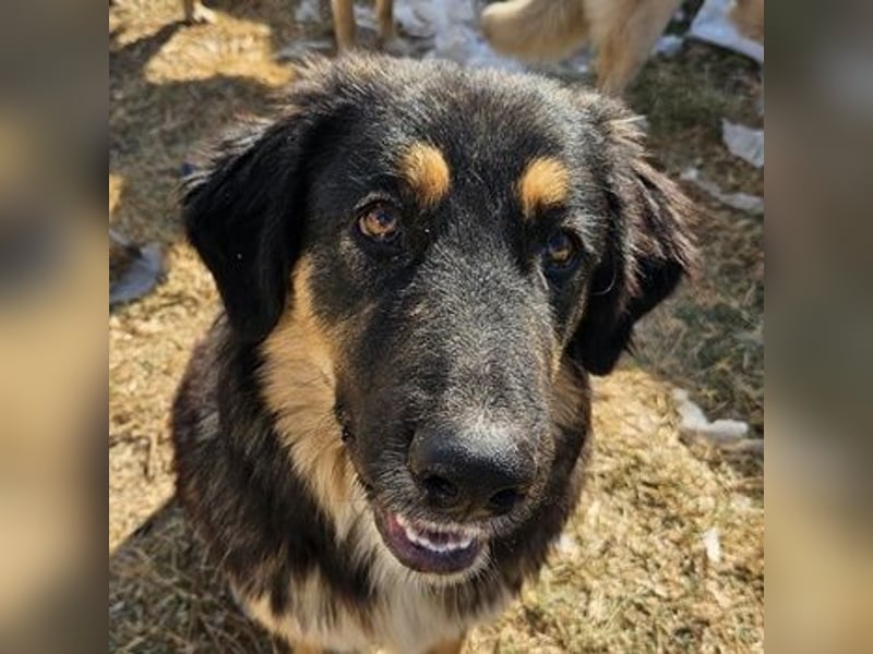 Rubeus Hagrid, geb. ca. 12/2023, lebt in GRIECHENLAND, im städt. Tierheim Serres