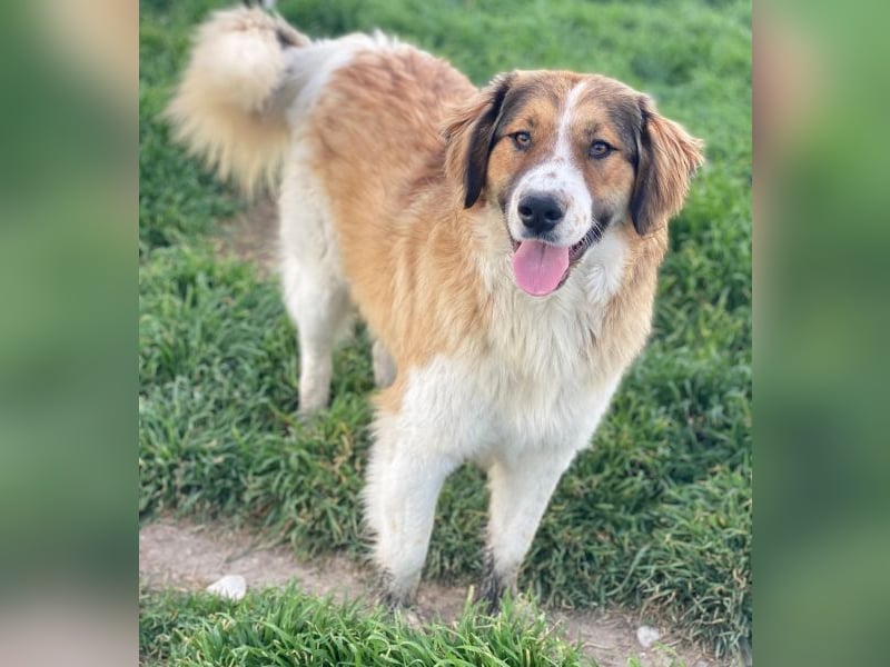 Barkley, geb. ca. 10/2024, lebt in GRIECHENLAND, auf einer privaten Pflegestelle