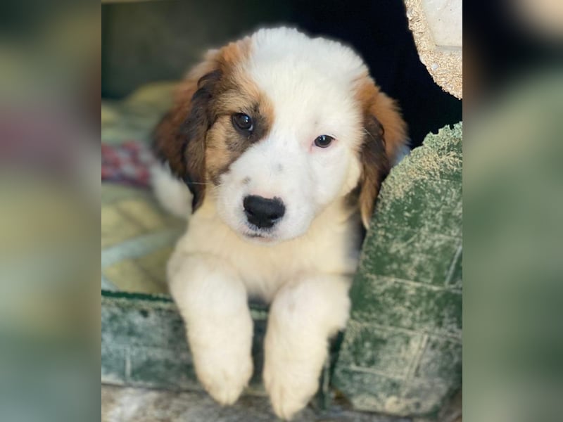 Fidi, geb. ca. 08/2025, lebt in GRIECHENLAND, im städt. Tierheim Serres