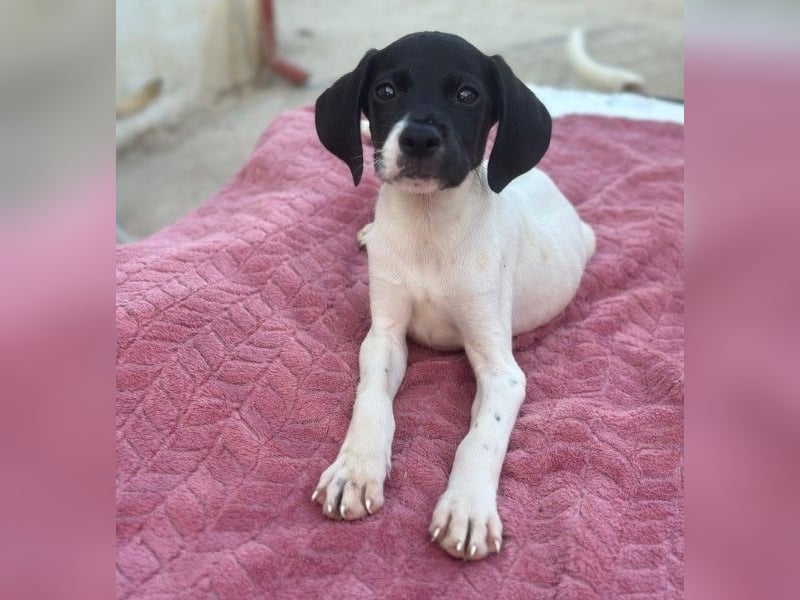 Yoshi, geb. ca. 05/2026, lebt in GRIECHENLAND, im städt. Tierheim Serres