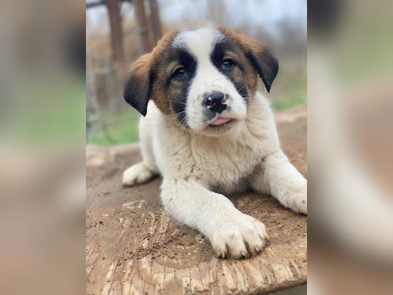 Diavolo, geb. ca. 11/2025, lebt in GRIECHENLAND, auf einer privaten Pflegestelle