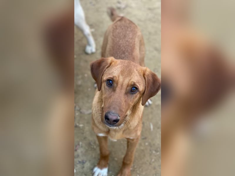 Karamell, geb. ca. 06/2025, lebt in GRIECHENLAND, auf einer privaten Pflegestelle