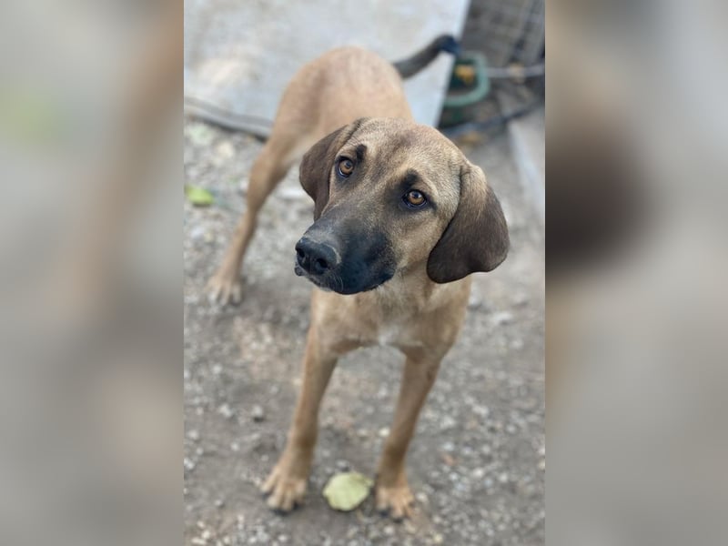 Katinka, geb. ca. 02/2025, lebt in GRIECHENLAND, im städt. Tierheim Serres