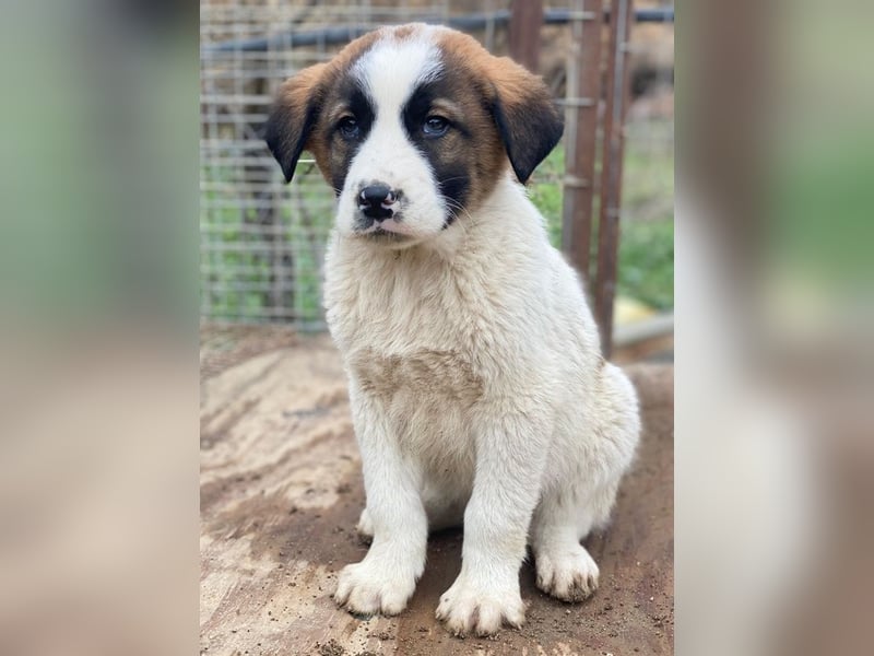 Diavolo, geb. ca. 11/2025, lebt in GRIECHENLAND, auf einer privaten Pflegestelle