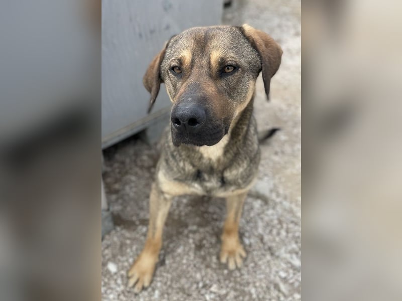 Waldo, geb. ca. 06/2022, lebt in GRIECHENLAND, im städt. Tierheim Serres