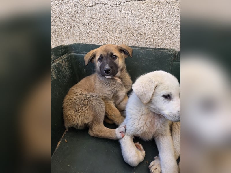 Amber, geb. ca. 02/2026, lebt in GRIECHENLAND, im städt. Tierheim Serres