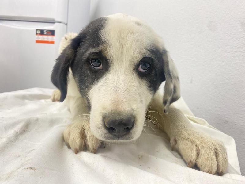 Sunshine, geb. ca. 11/2022, lebt in GRIECHENLAND, im städt. Tierheim Serres