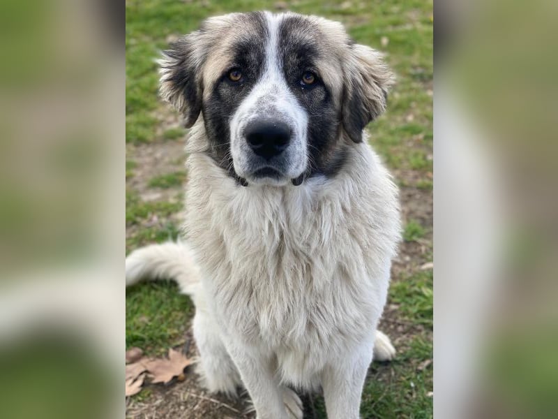 Chef, geb. ca. 07/2025, lebt in GRIECHENLAND, im städt. Tierheim Serres